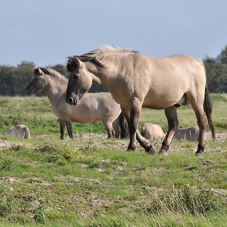 B&B Aquavit Knokke-Heist Exteriör bild
